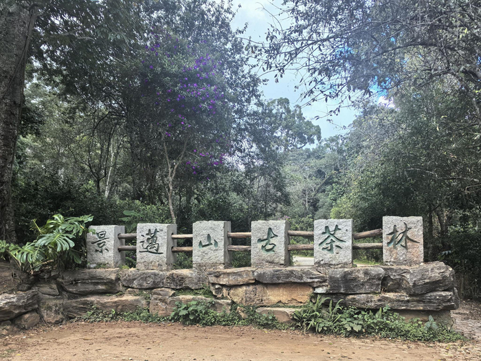 景迈山为世界遗产活态传承贡献东方智慧